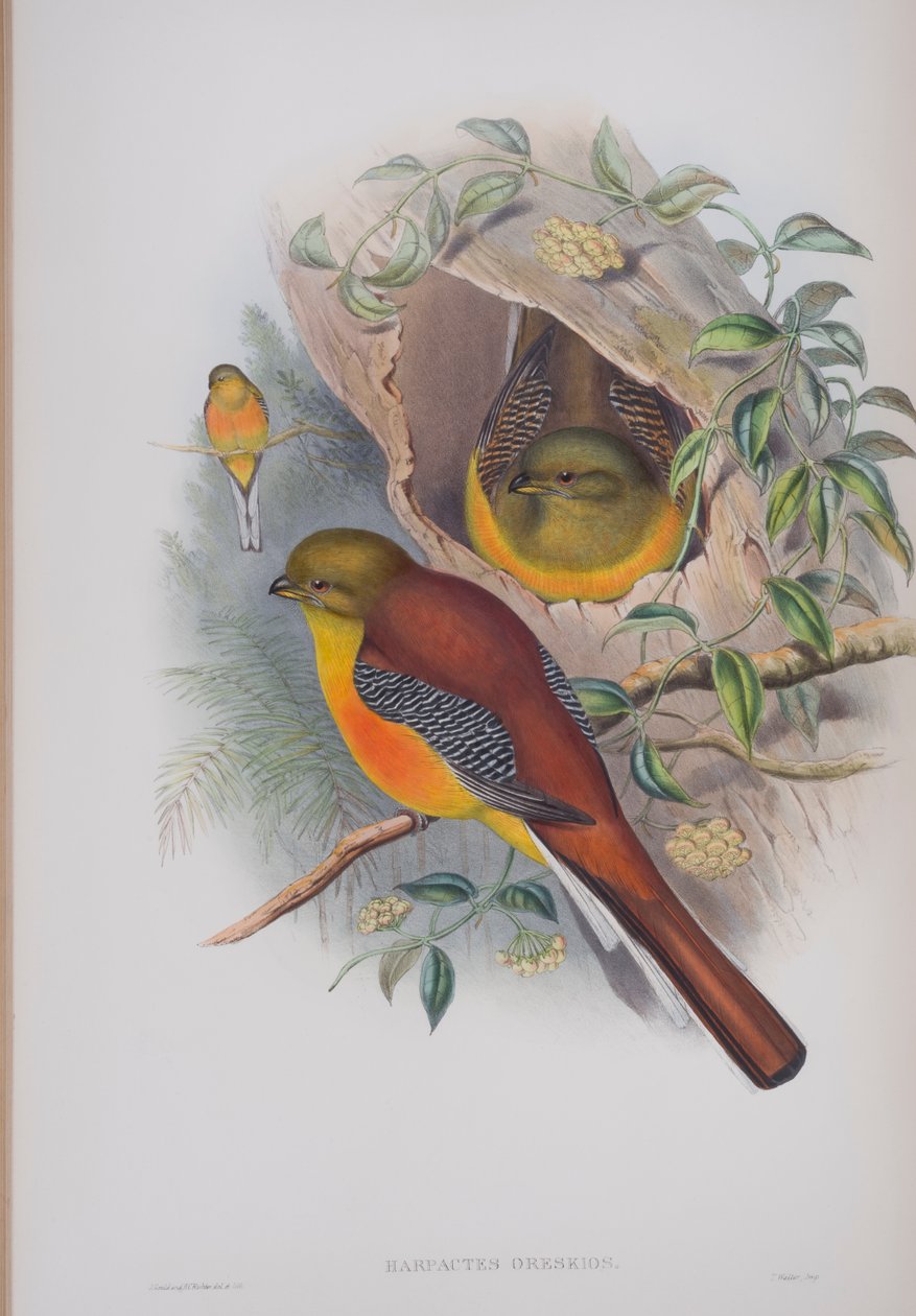 Harpactes Oreskios, tábla a John Gould által 1862-73-ban kiadott The Birds of Great Britain (kézi színes litográfia) című kötetből. alkotó: John Gould