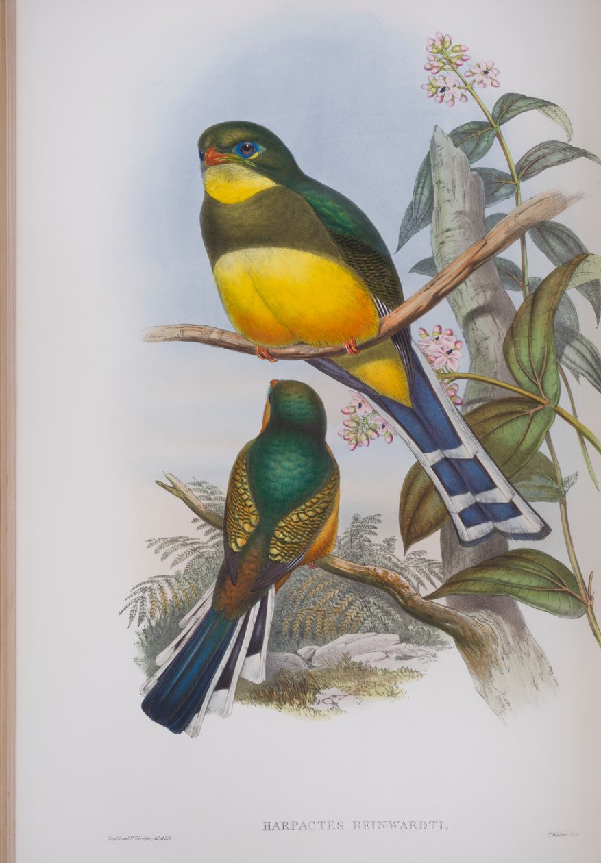 Harpactes Reinwardti, tábla a John Gould által 1862-73-ban kiadott The Birds of Great Britain (kézi színes litográfia) című kötetből. alkotó: John Gould