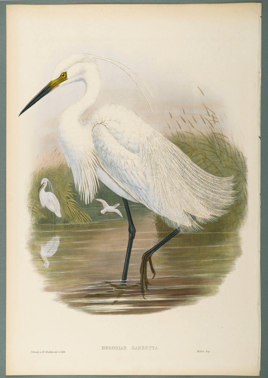 Herodias Garzetta - Kis kócsag (színes litó szőtt papíron) alkotó: John Gould