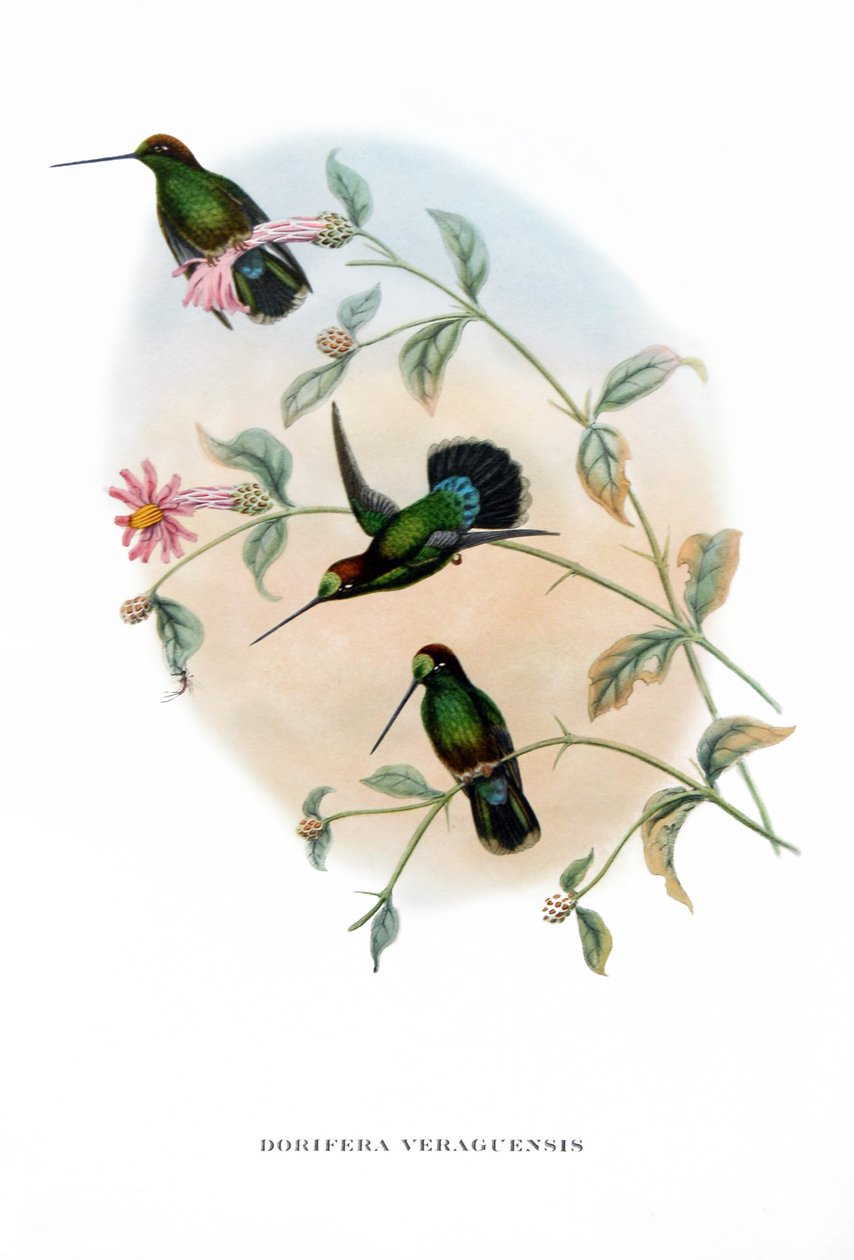 Kolibri - Veruguan Lance-Bill, madarak Costa Rica , metszet John Gould (1804-1881) "Trópusi madarak" című könyvéből. alkotó: John Gould