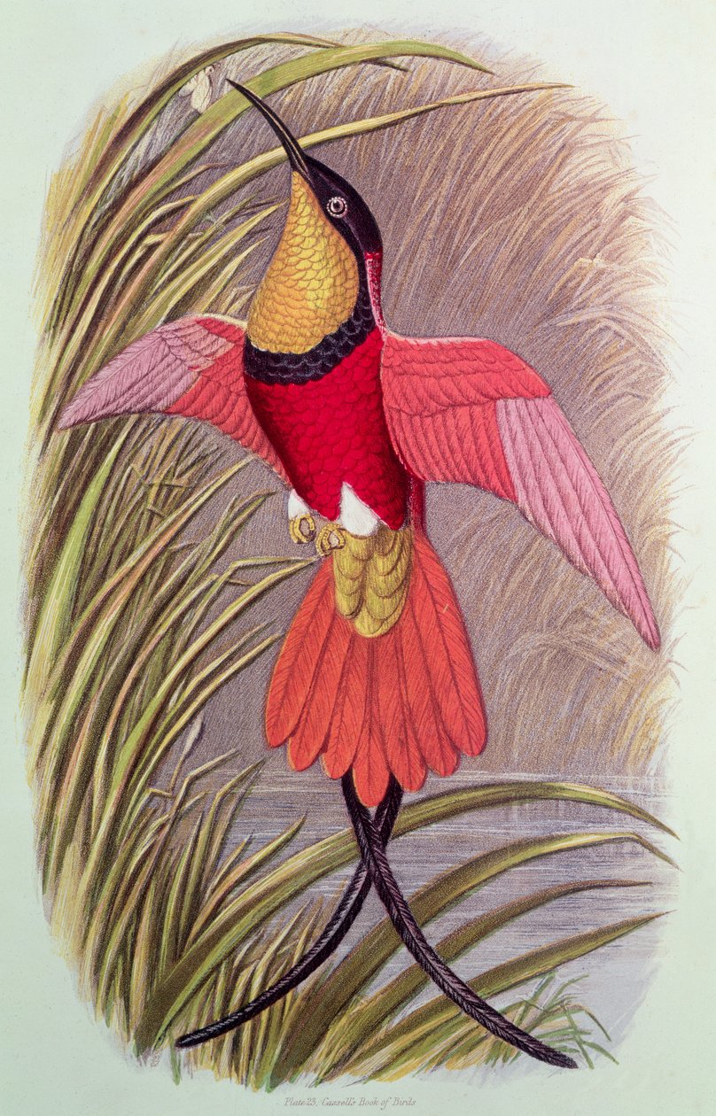Humming Bird: Crimson Topaz, 23. lemez a „Cassell