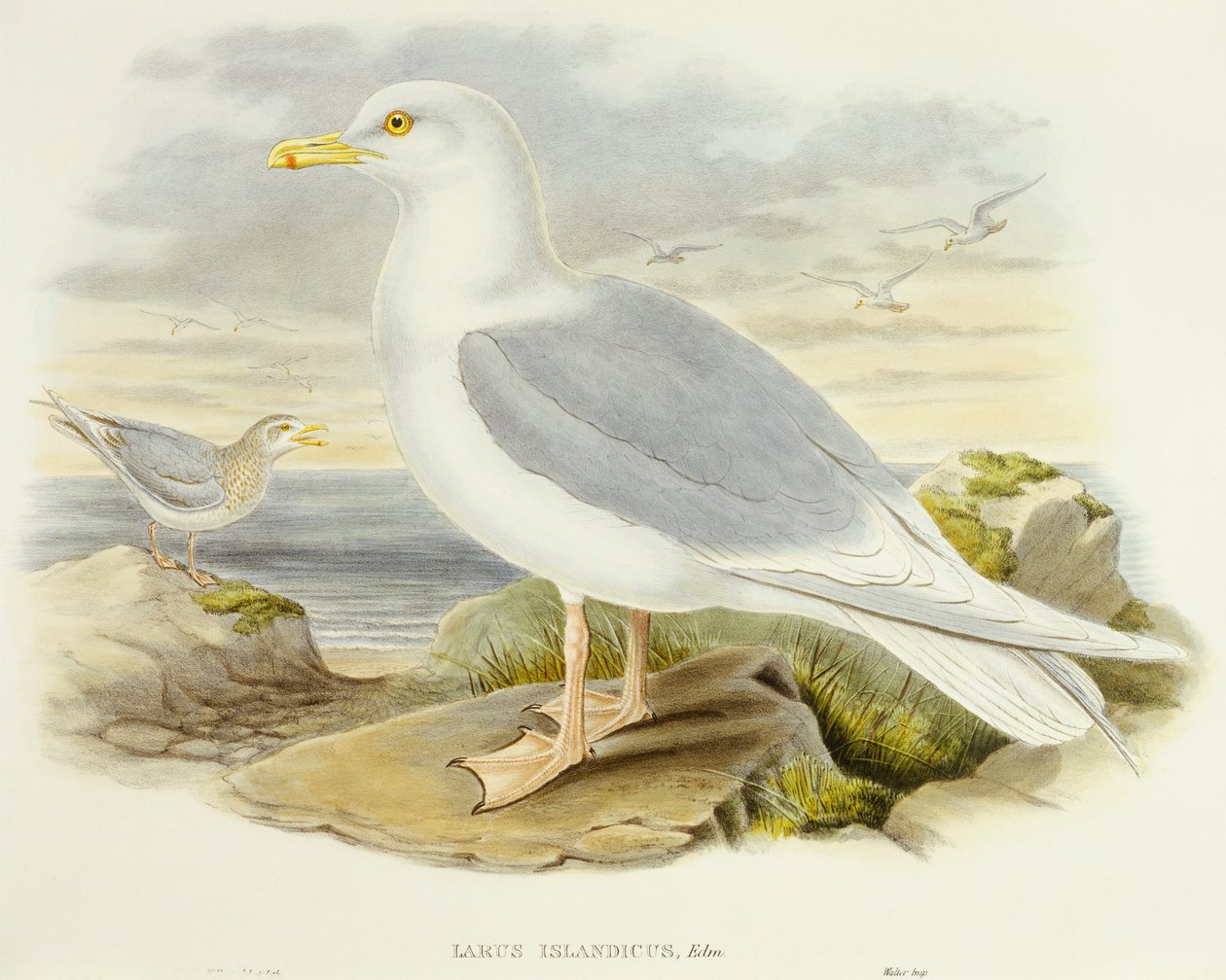 Izlandi sirály (Larus glaucoides), John Gould metszete alkotó: John Gould