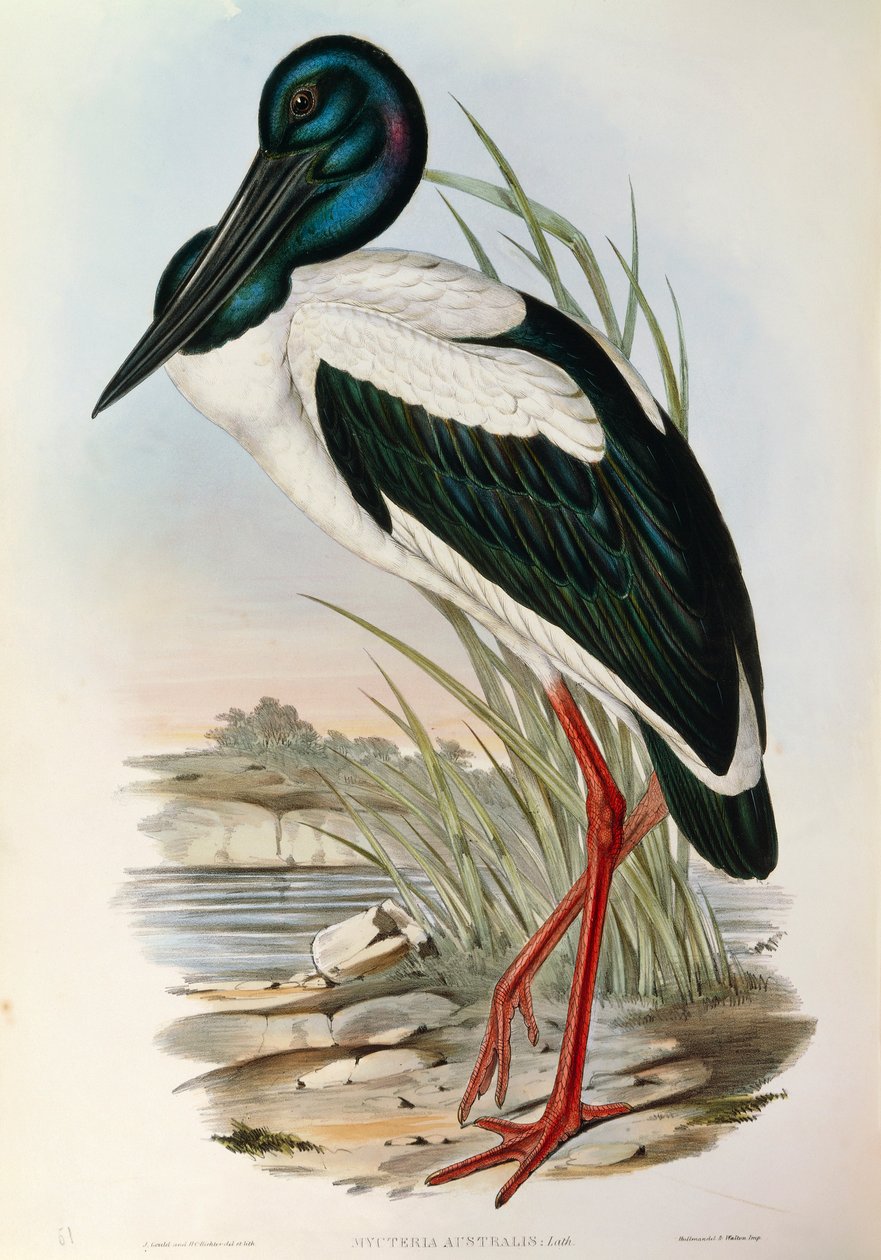 Illusztráció John Gould "Ausztrália madarai" című művéből, amely az Ephippiorhynchus asiaticus feketenyakú gólyát ábrázolja, alkotó: John Gould