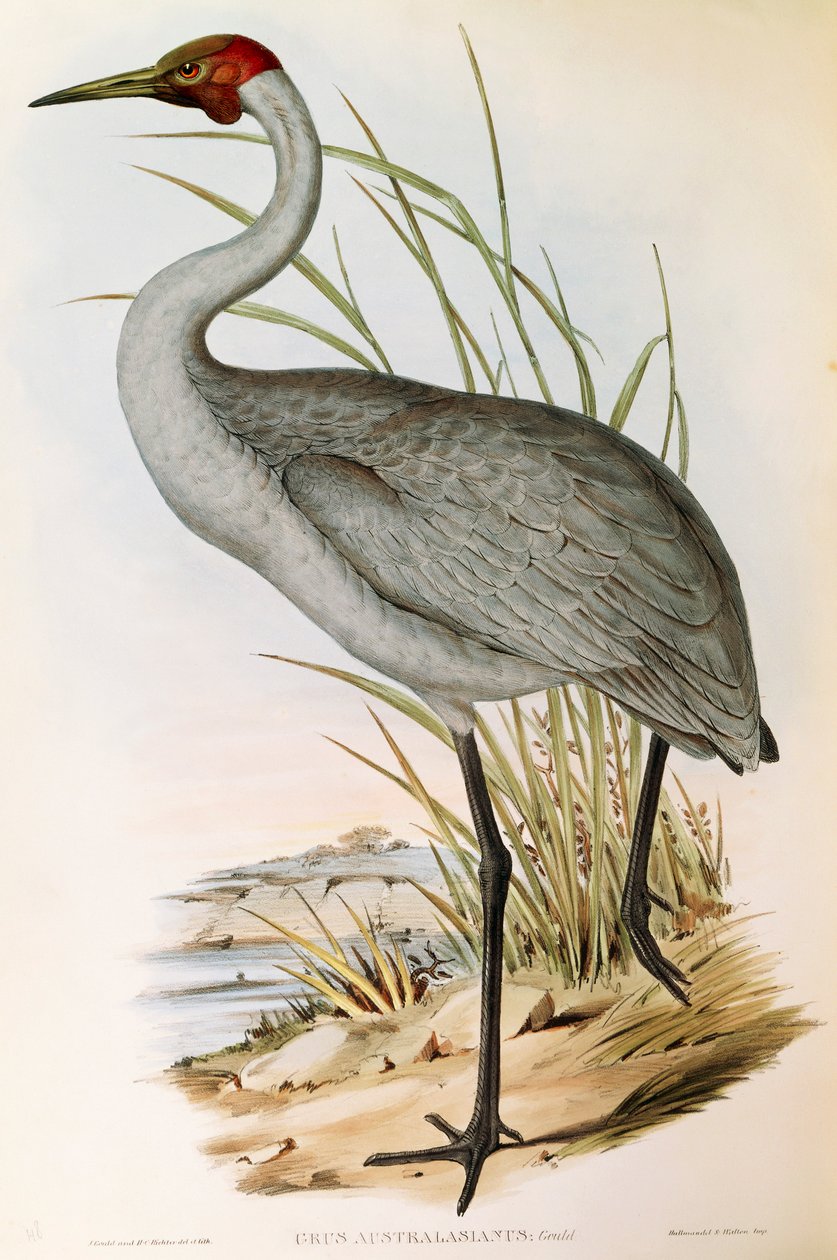 Illusztráció John Gould "Ausztrália madarai" című művéből, amely Brolga Grus rubicundát ábrázol, alkotó: John Gould