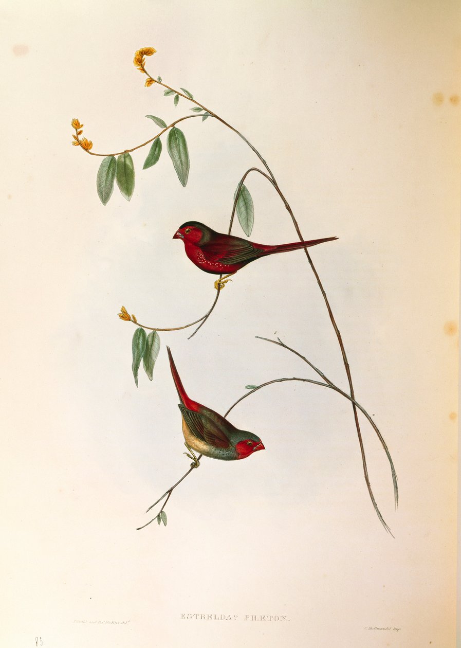 Illusztráció John Gould "The Birds of Australia" című művéből, amely Crimson Finch Neochmia phaetont ábrázolja, színes metszet alkotó: John Gould