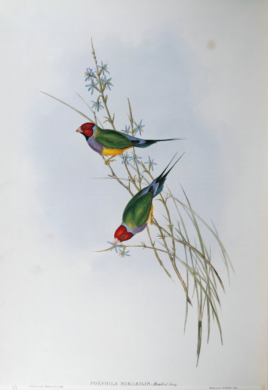 Illusztráció John Gould "Ausztrália madarai" című művéből, amely Gouldian Finch Chloebia gouldiae-t ábrázolja, Oscar Dressler alkotó: John Gould