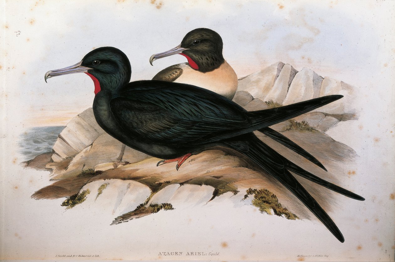 Illusztráció John Gould "Ausztrália madarai" című művéből, amely a Kis fregattmadár Fregata arielt ábrázolja, Oscar Dressler alkotó: John Gould