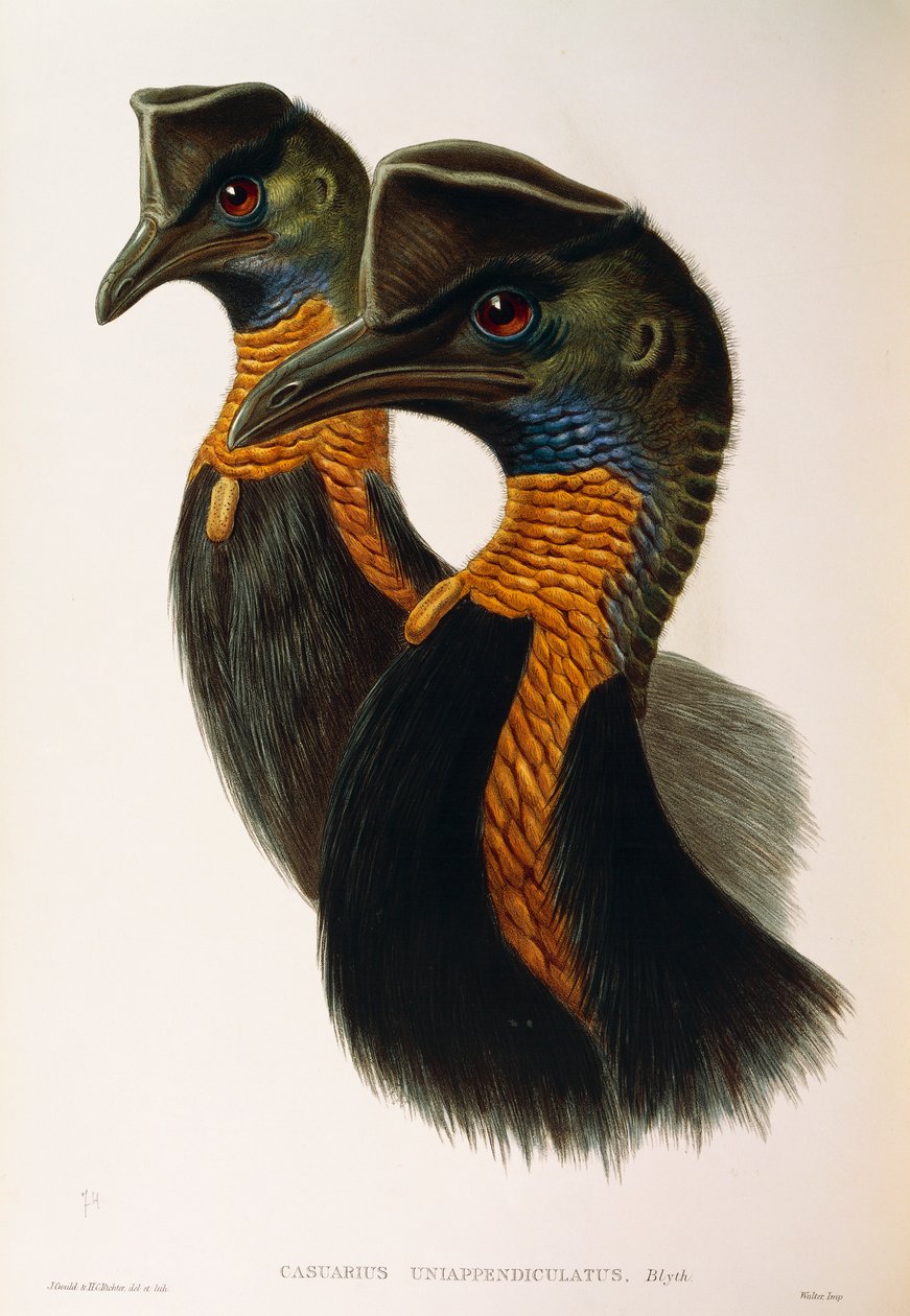 Illusztráció John Gould "Ausztrália madarai" című művéből, amely az északi kazuári Casuarius unappendiculatust ábrázolja, Oscar Dressler alkotó: John Gould