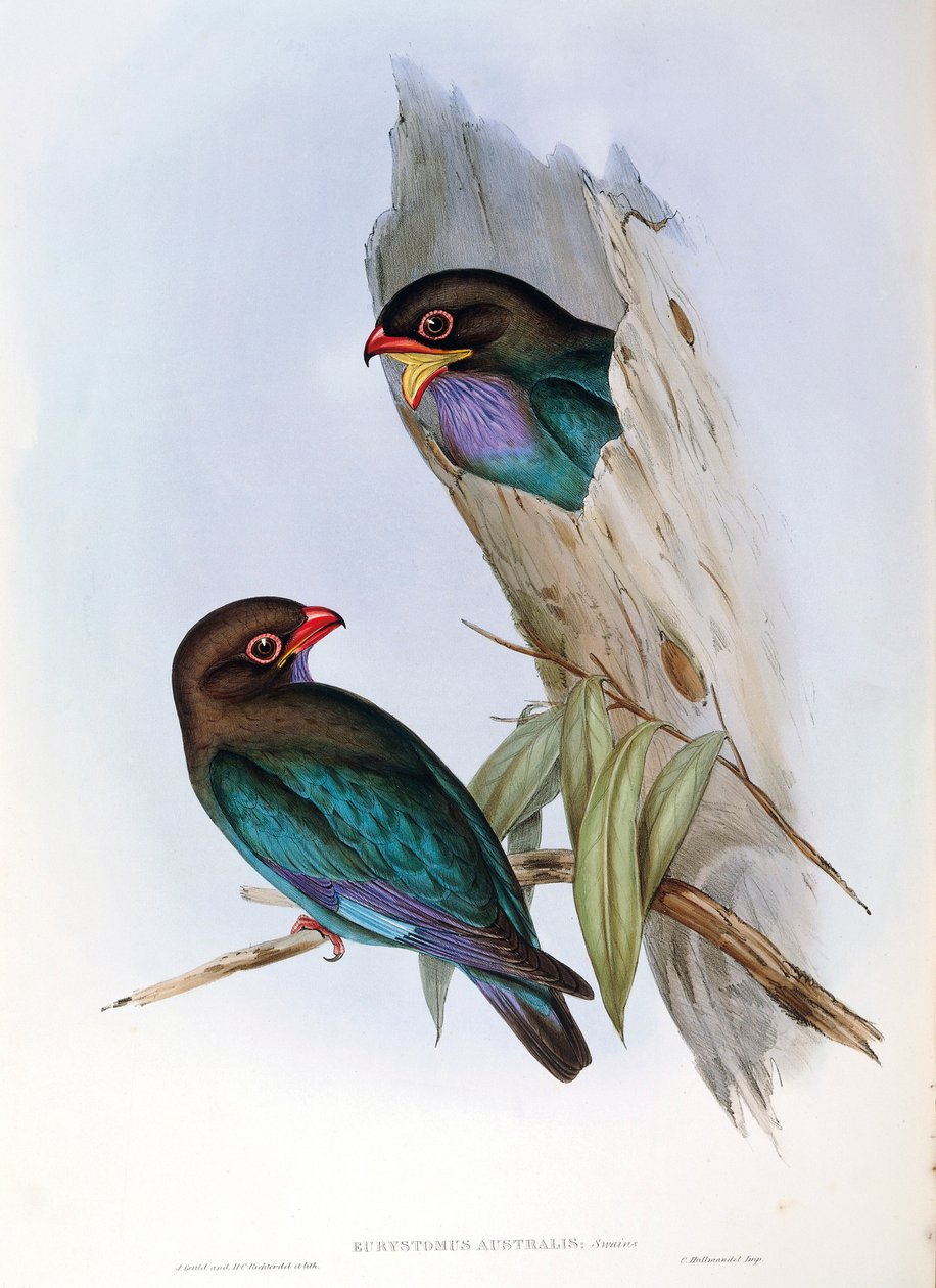 Illusztráció John Gould "Ausztrália madarai" című művéből, amely az Oriental Dollarbird Eurystomus orientalis-t ábrázolja, alkotó: John Gould