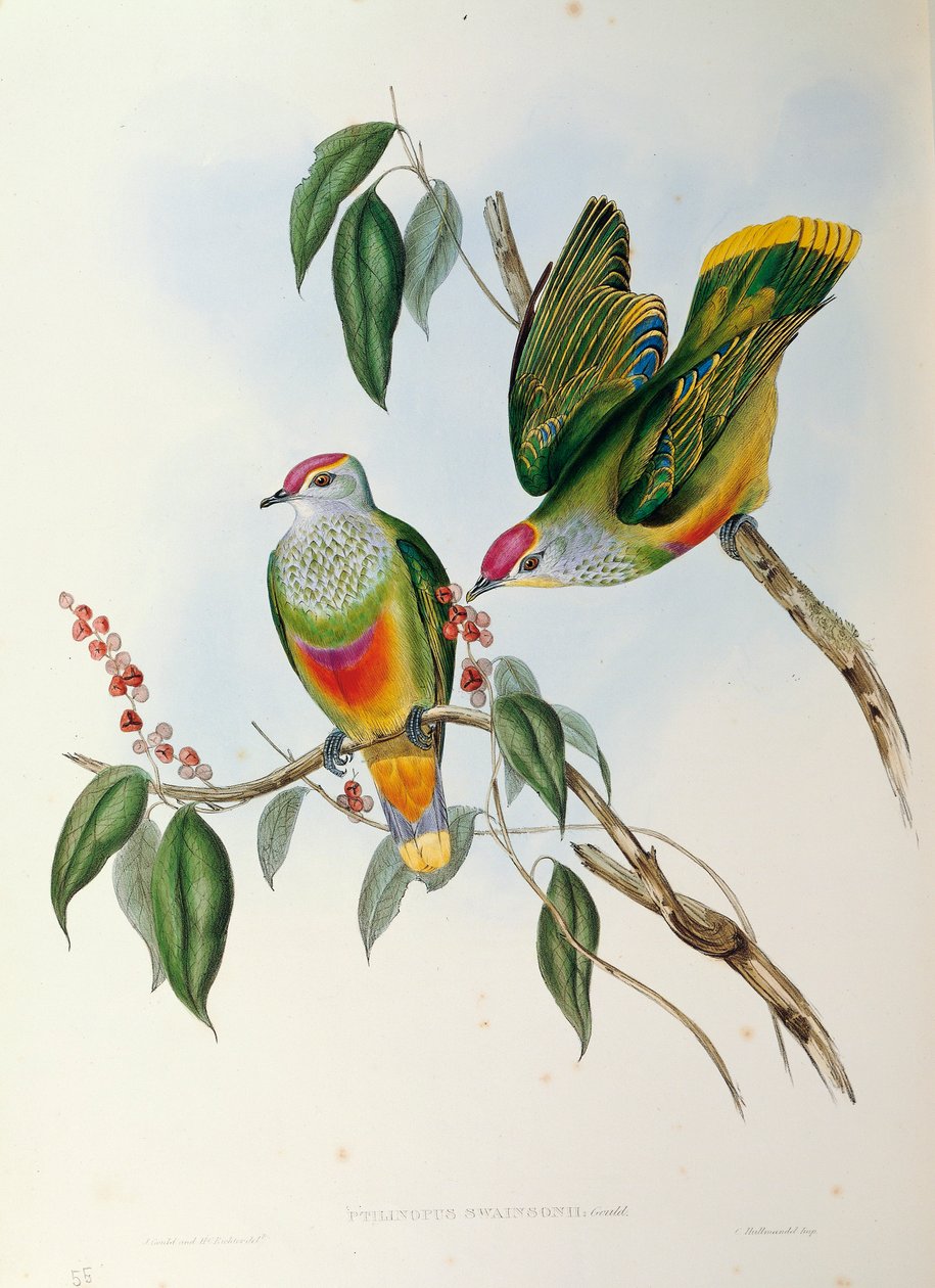 Illusztráció John Gould "The Birds of Australia" című művéből, amely a rózsakoronás gyümölcsgalamb Ptilinopus reginát ábrázolja, alkotó: John Gould