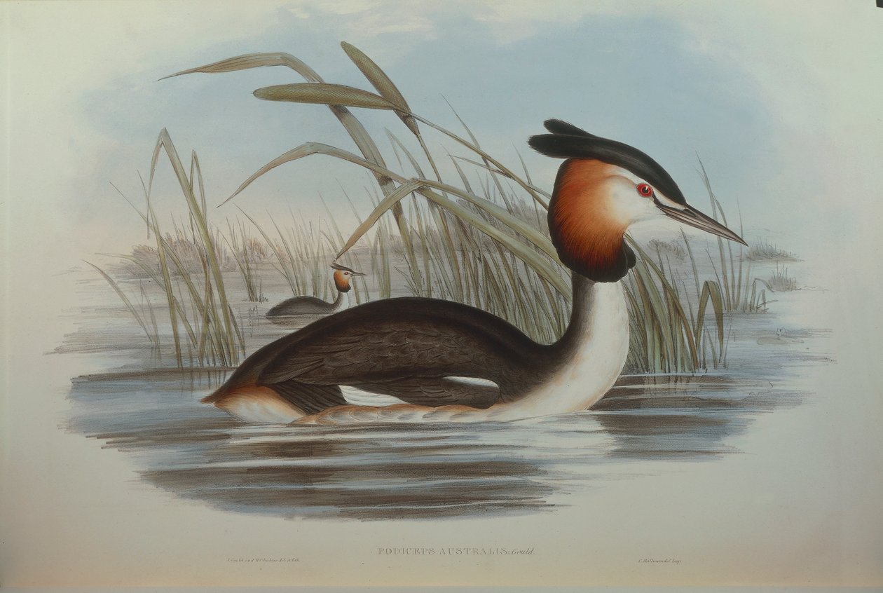 Illusztráció John Gould "Ausztrália madarai" című művéből, amely a déli tarajos vöcsök Podiceps cristatus australis-t ábrázolja, Oscar Dressler alkotó: John Gould