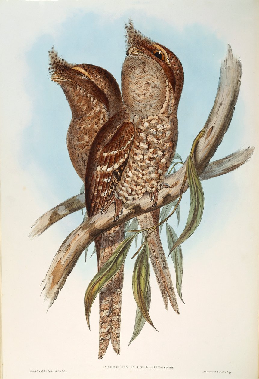Illusztráció John Gould "Ausztrália madarai" című művéből, amely Tawny Frogmouth Podargus strigoides-t ábrázolja, Oscar Dressler alkotó: John Gould