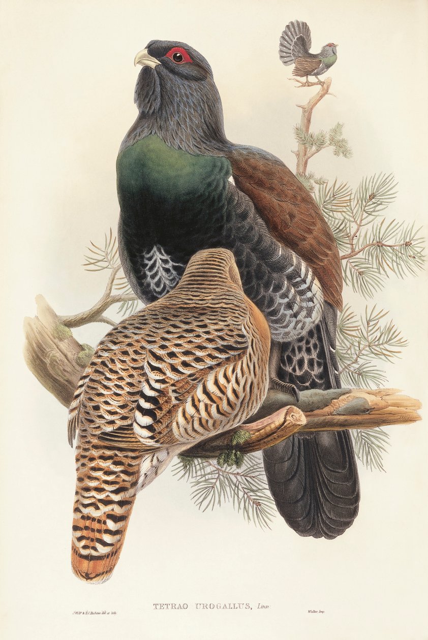 Illusztráció John Gould "The Birds of Great Britain" című művéből, amely a Tetrao urogallust ábrázolja alkotó: John Gould