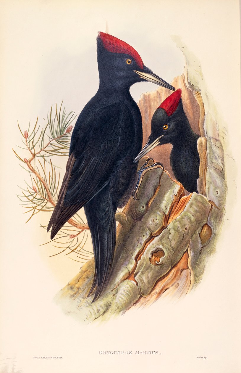 Illusztráció John Gould "The Birds of Great Britain" című művéből, amely a Dryocopus martius fekete harkály párját ábrázolja alkotó: John Gould