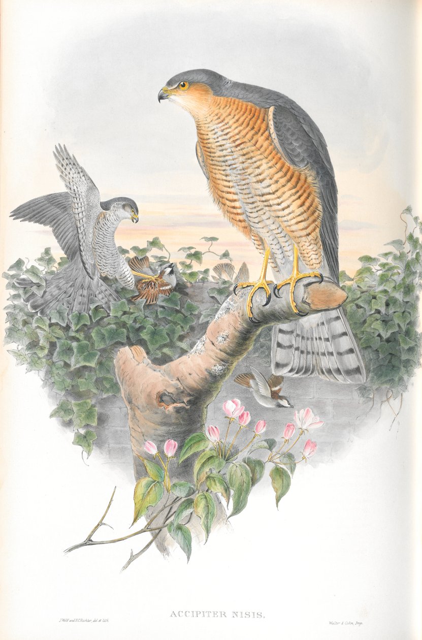 Illusztráció: Accipiter Nisis (Sparrow-sólyom) alkotó: John Gould