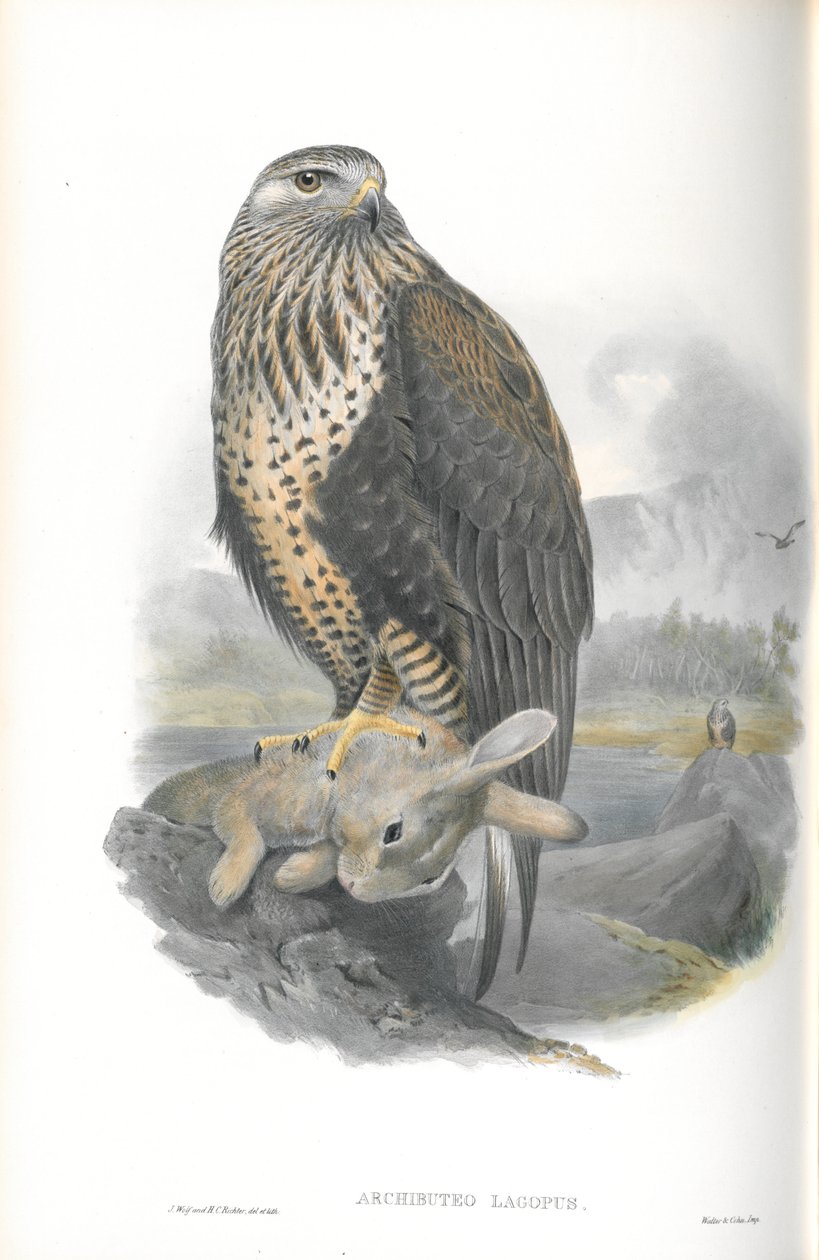 Archibuteo Lagopus (durva lábú ölyv) illusztrációja alkotó: John Gould