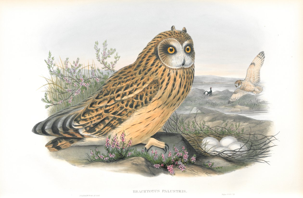 Brachyotus Palustris (rövidfülű bagoly) illusztrációja alkotó: John Gould