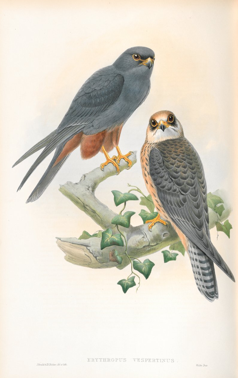 Az Erythropus Vespertinus (narancslábú hobbi) illusztrációja alkotó: John Gould
