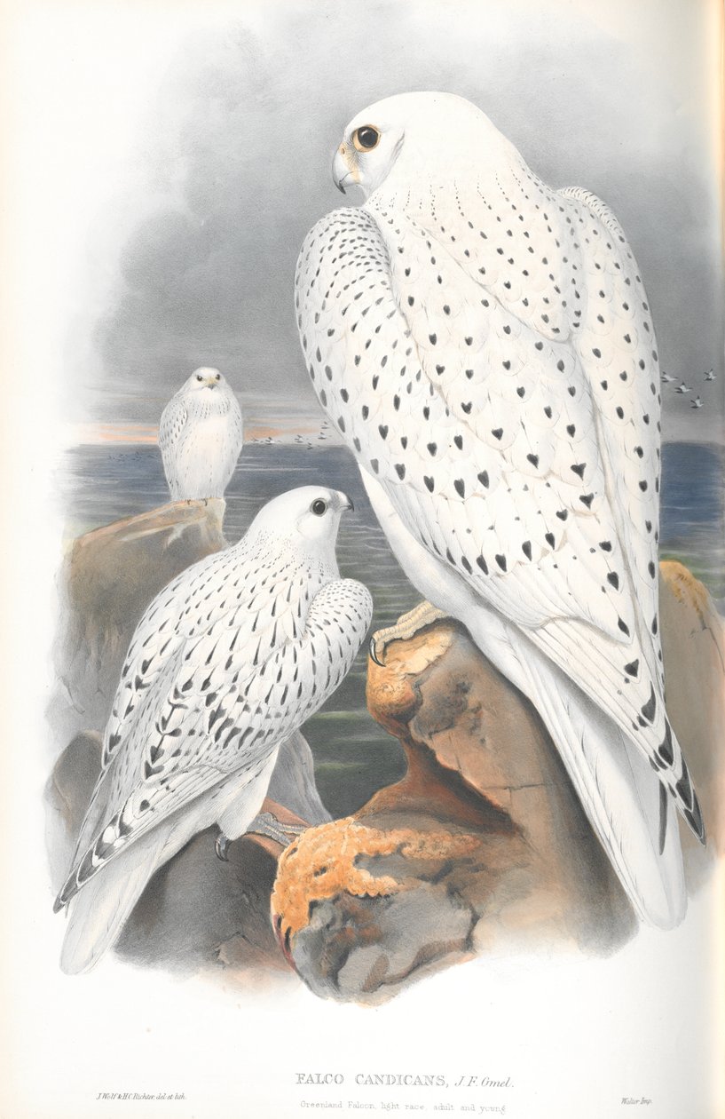 Illusztráció: Falco Candicans (Greenland Falcon Light Race) alkotó: John Gould