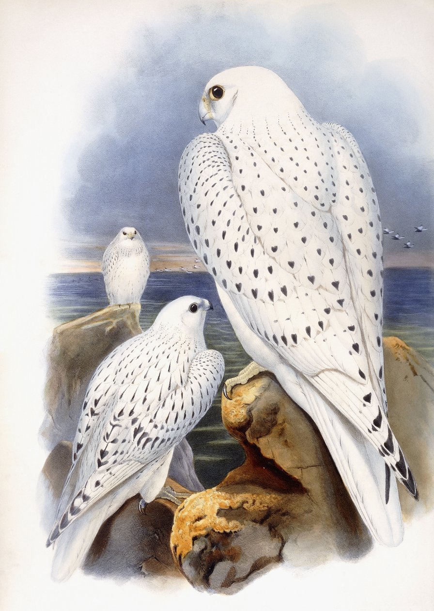 Sólymok illusztrációja, 1873 alkotó: John Gould
