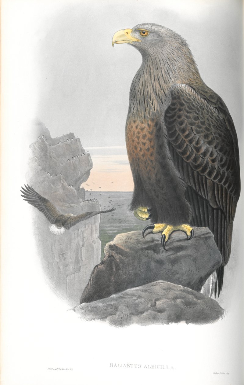 Haliaeetus Albicilla (tengeri sas) illusztrációja alkotó: John Gould