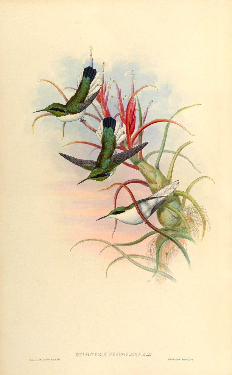 Illusztráció: Heliothryx phaïnolæma (= Heliothryx auritus phainolaemus) (kolibri) Tillandsia bulbosán (bromélia) alkotó: John Gould