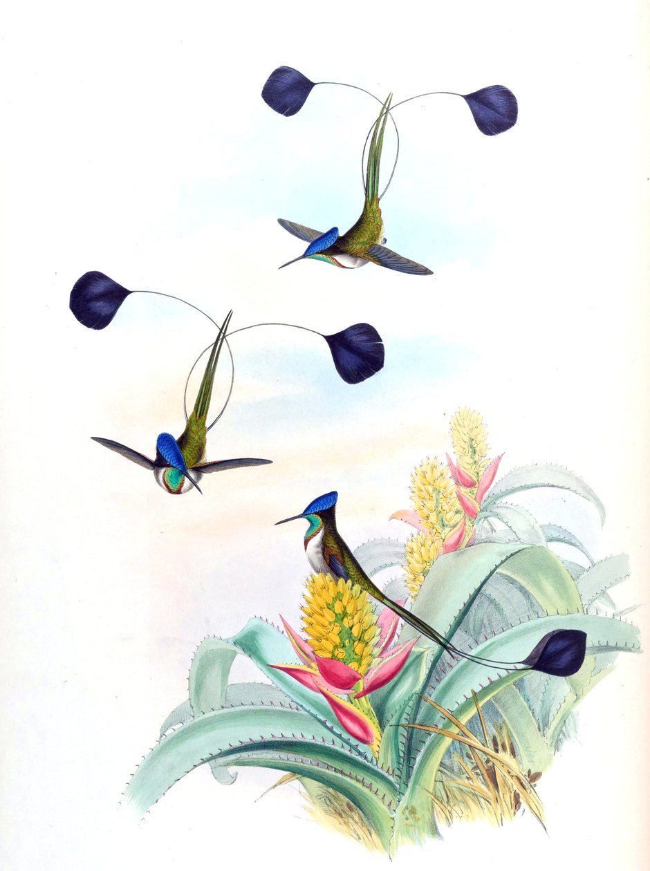 Loddigesia mirabilis (kolibri) illusztrációja az Aechmea mertensii-n (mint syn. A. mucroniflora) (bromélia) alkotó: John Gould