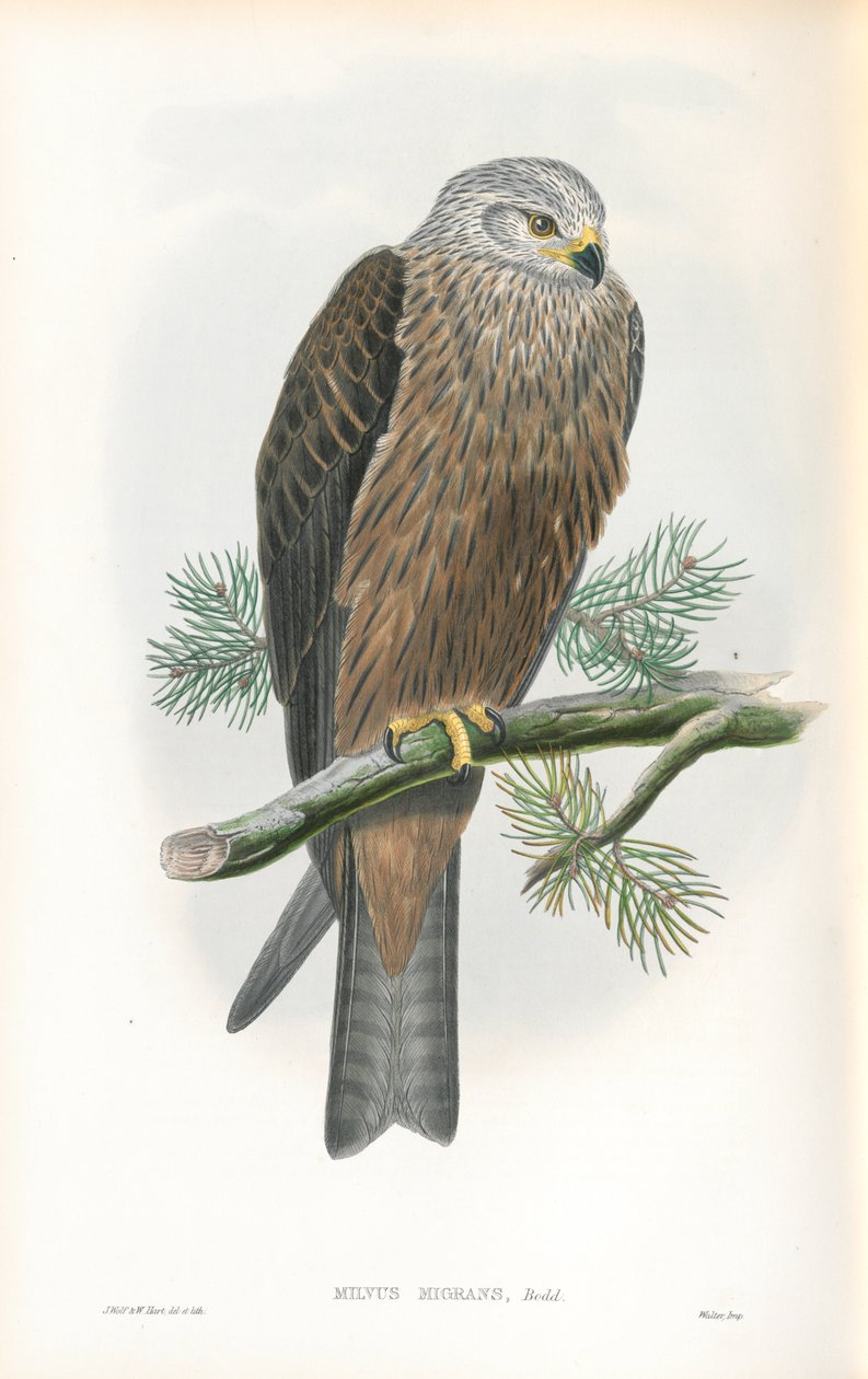 Milvus Migrans (fekete sárkány) illusztrációja alkotó: John Gould