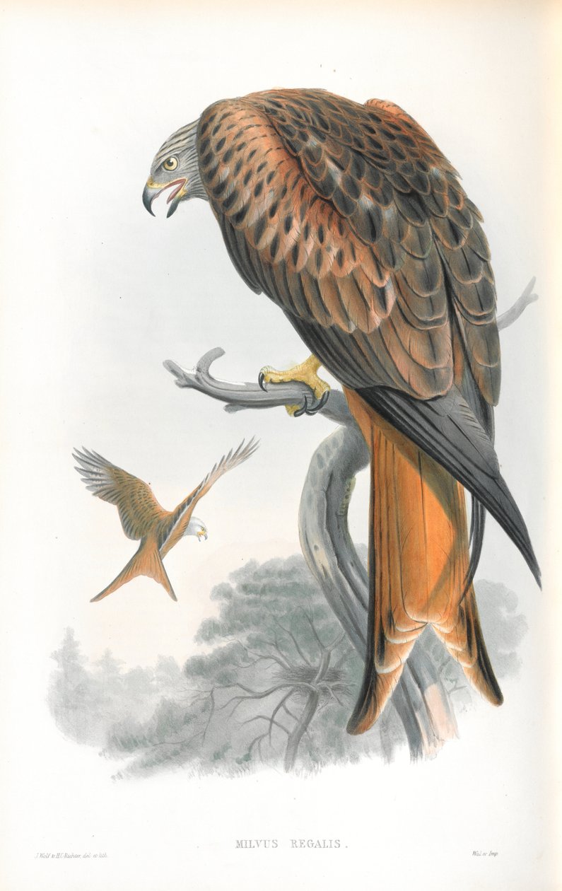 Illusztráció: Milvus Regalis (Kite; Gileád) alkotó: John Gould