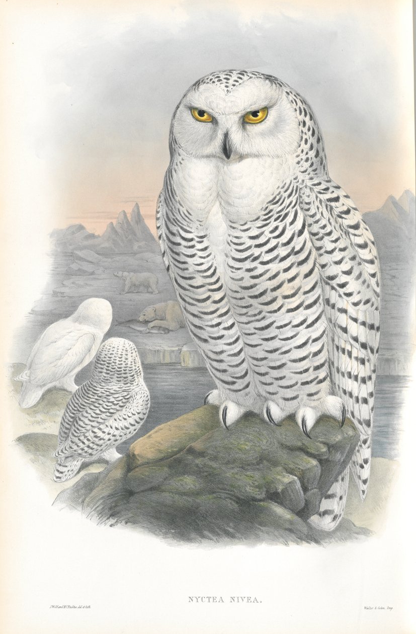 Nyctea Nivea (havas bagoly) illusztrációja alkotó: John Gould