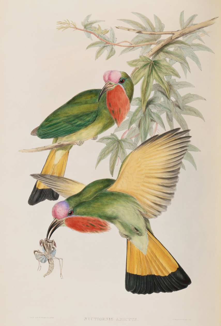 Jégmadár (Nyctiornis Amictus) a Birds of Asia csoportból alkotó: John Gould