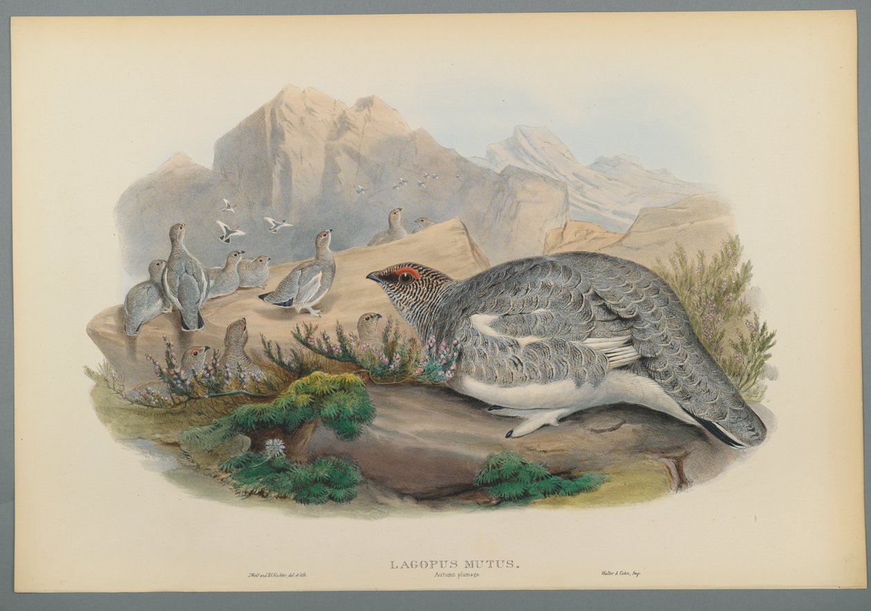 Lagopus Mutus, őszi tollazat: Common Ptarmigan (színes lito szőtt papíron) alkotó: John Gould