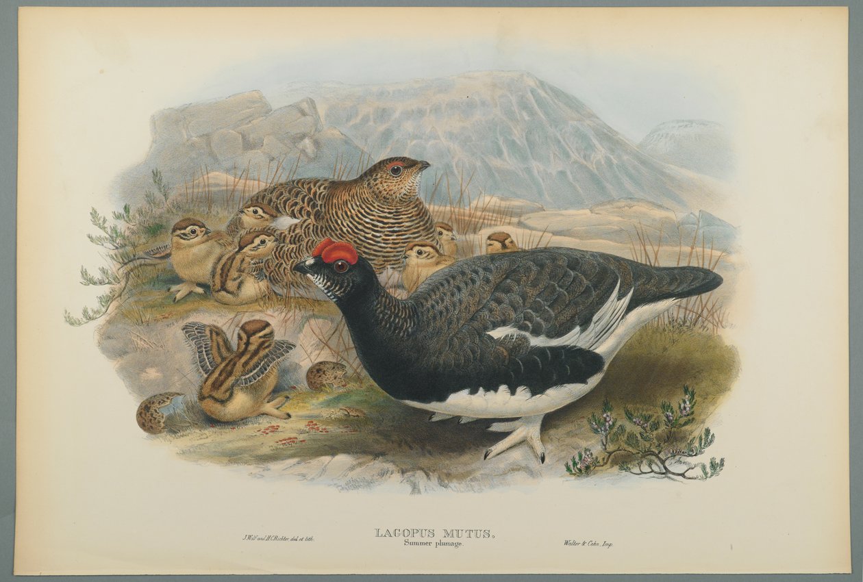 Lagopus Mutus, Nyári tollazat: Common Ptarmigan (színes lito szőtt papíron) alkotó: John Gould
