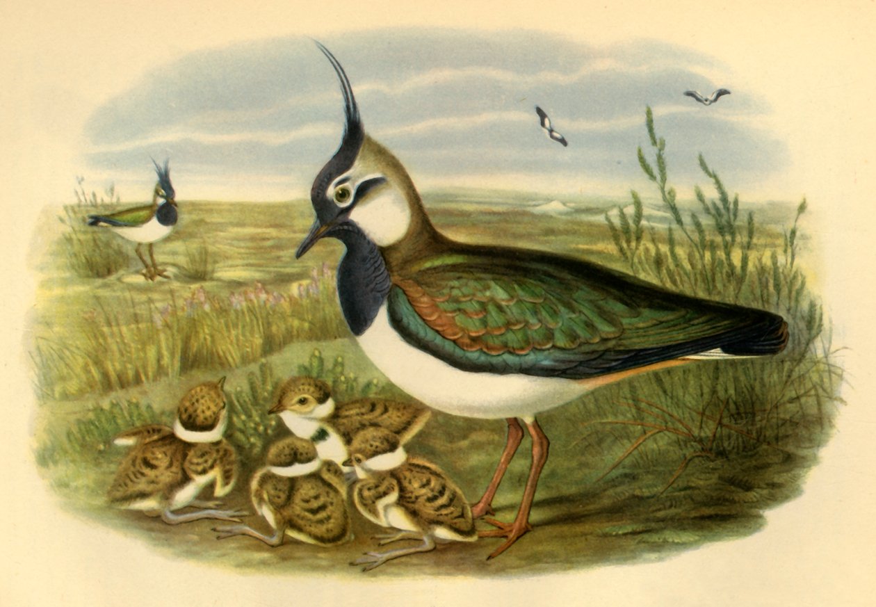 „Lapwing and Young”, 1865, 1942. alkotó: John Gould