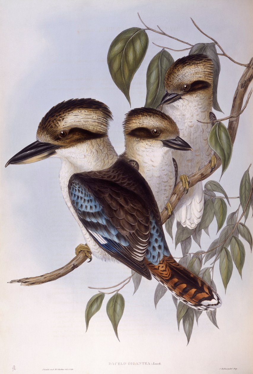 Nevető kookaburra (Dacelo novaeguineae), John Gould metszet alkotó: John Gould