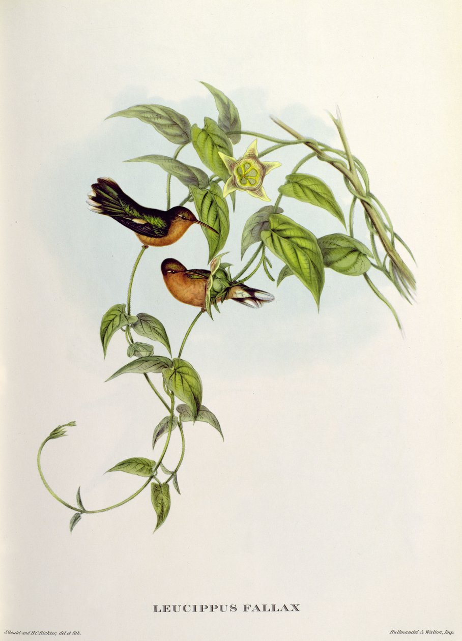 Leucippus Fallax alkotó: John Gould