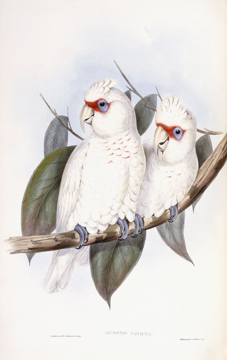 Hosszúcsőrű kakadu alkotó: John Gould