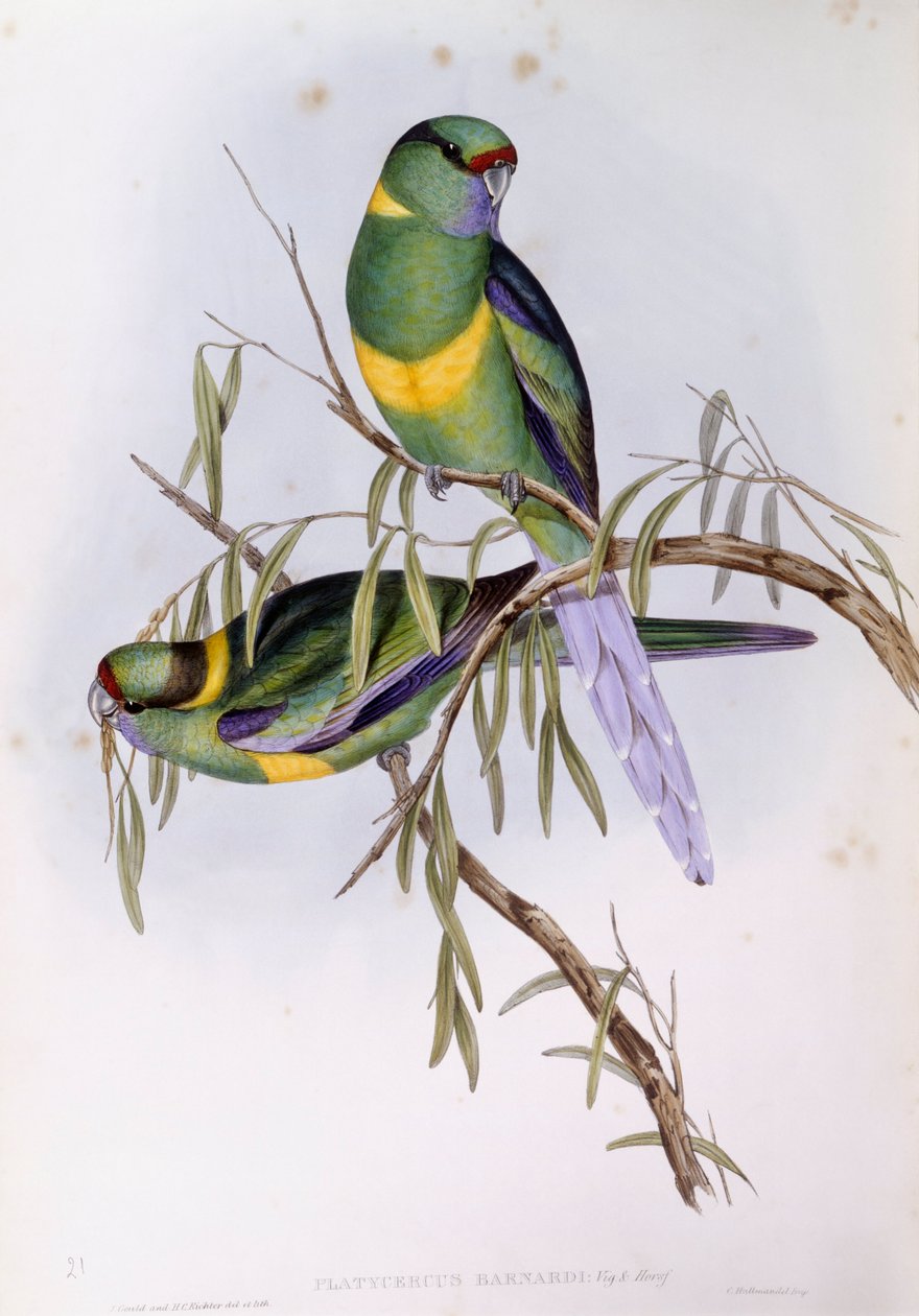 Mallee ringneck (Platycercus vagy Barnardius barnardi), John Gould metszet alkotó: John Gould