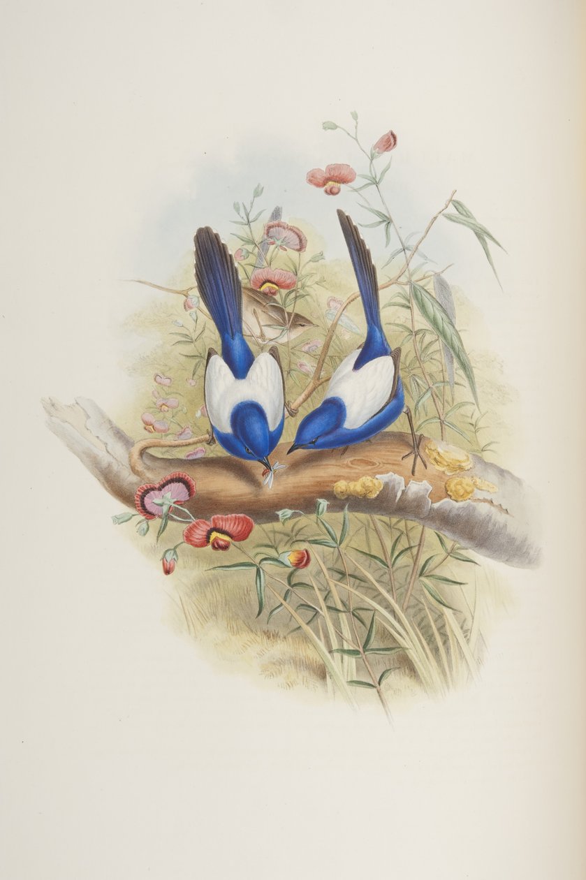 Malurus leuconotus, John Gould Ausztrália madaraiból, 1840 alkotó: John Gould