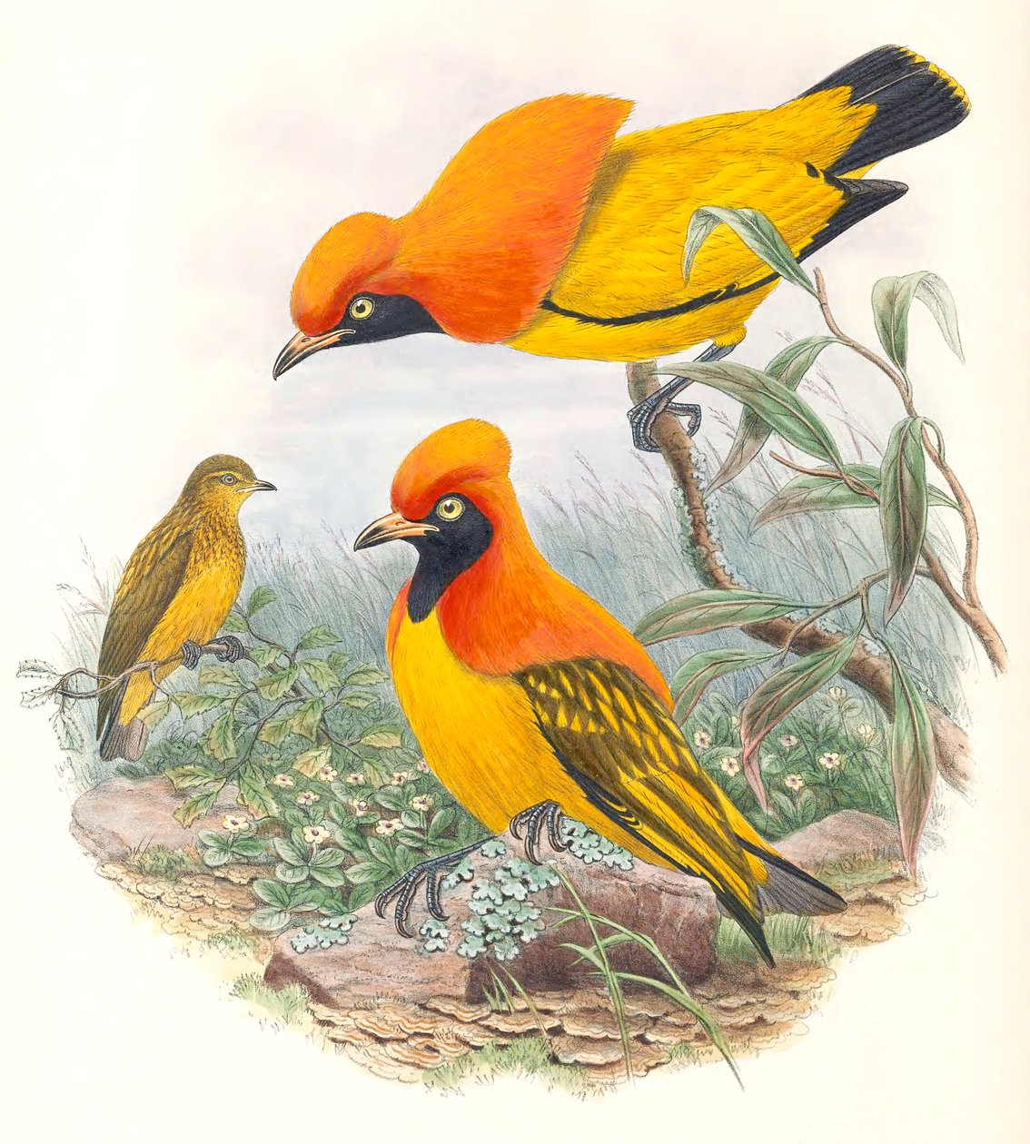 Álarcos lombmadár alkotó: John Gould