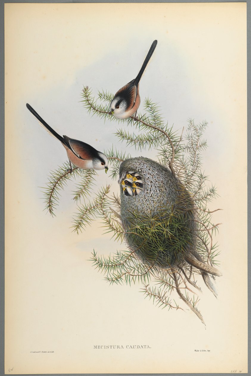 Mecistura Caudata - Hosszúfarkú cinege (színes lito szőtt papíron) alkotó: John Gould