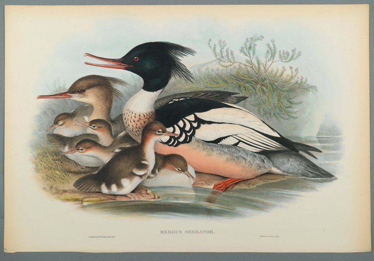 Mergus Serrator: Merganser (színes lito szőtt papíron) alkotó: John Gould