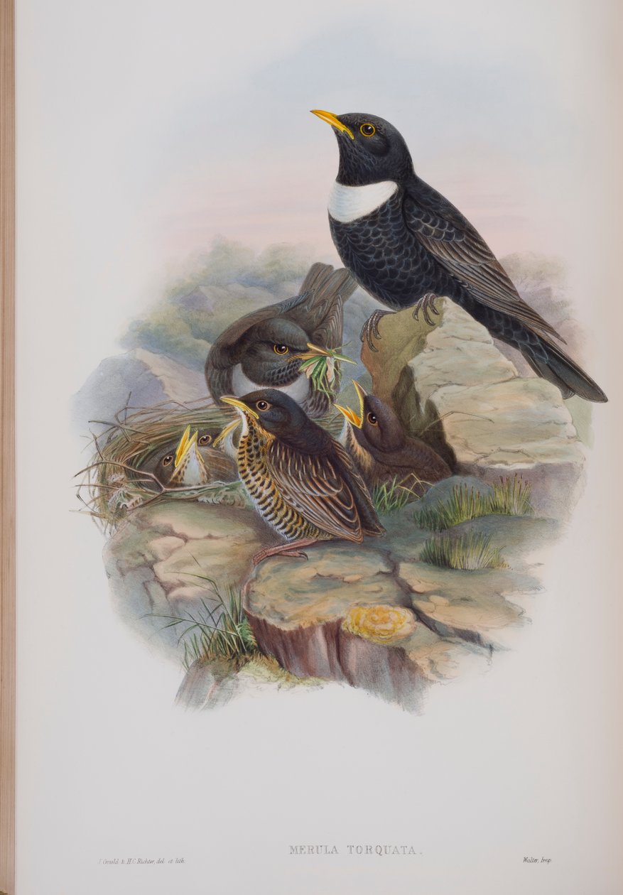Merula Torquata, John Gould The Birds of Great Britain tányérja, 1862-73 (kézzel színezett litó) alkotó: John Gould