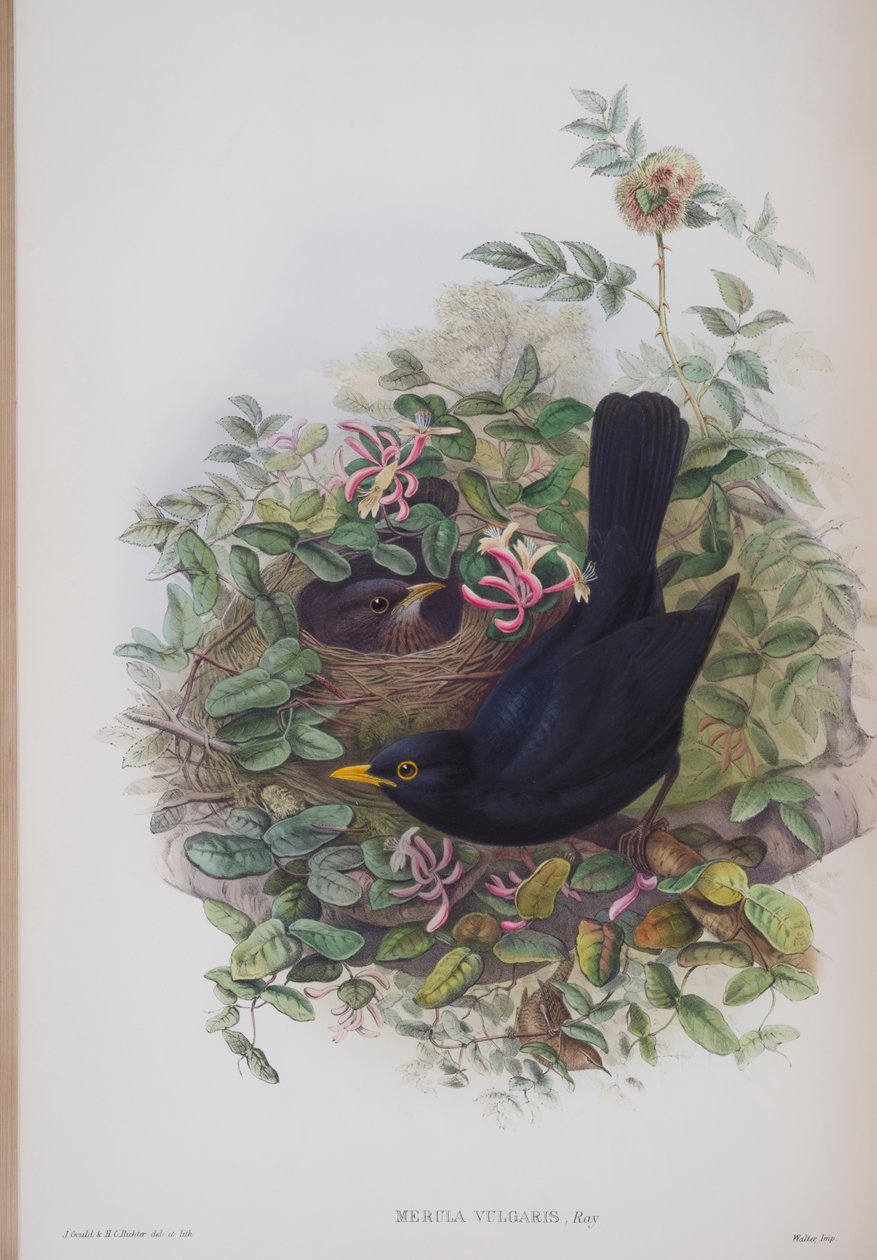 Merula Vulgaris, tányér a The Birds of Great Britainből, John Gouldtól, 1862-73 között (kézzel színezett litó) alkotó: John Gould