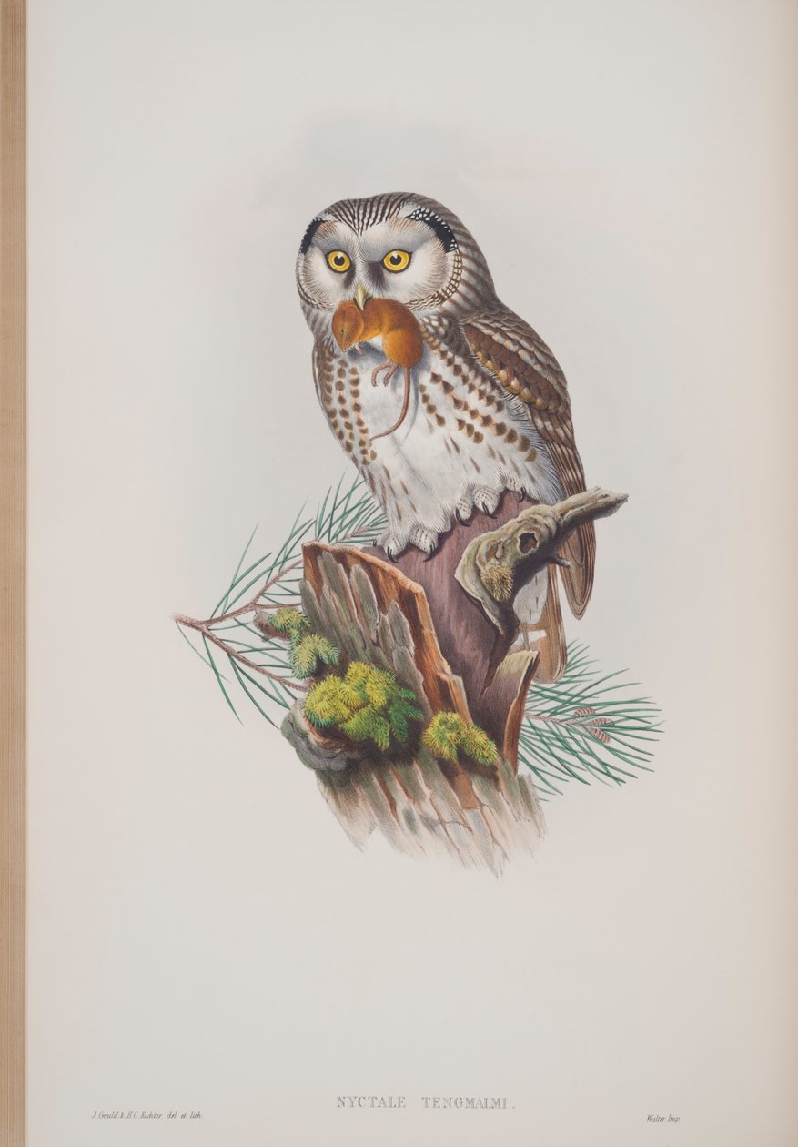 Nyctale Tengmalmi, tányér a The Birds of Great Britainből, John Gouldtól, 1862-73 között (kézzel színezett litó) alkotó: John Gould