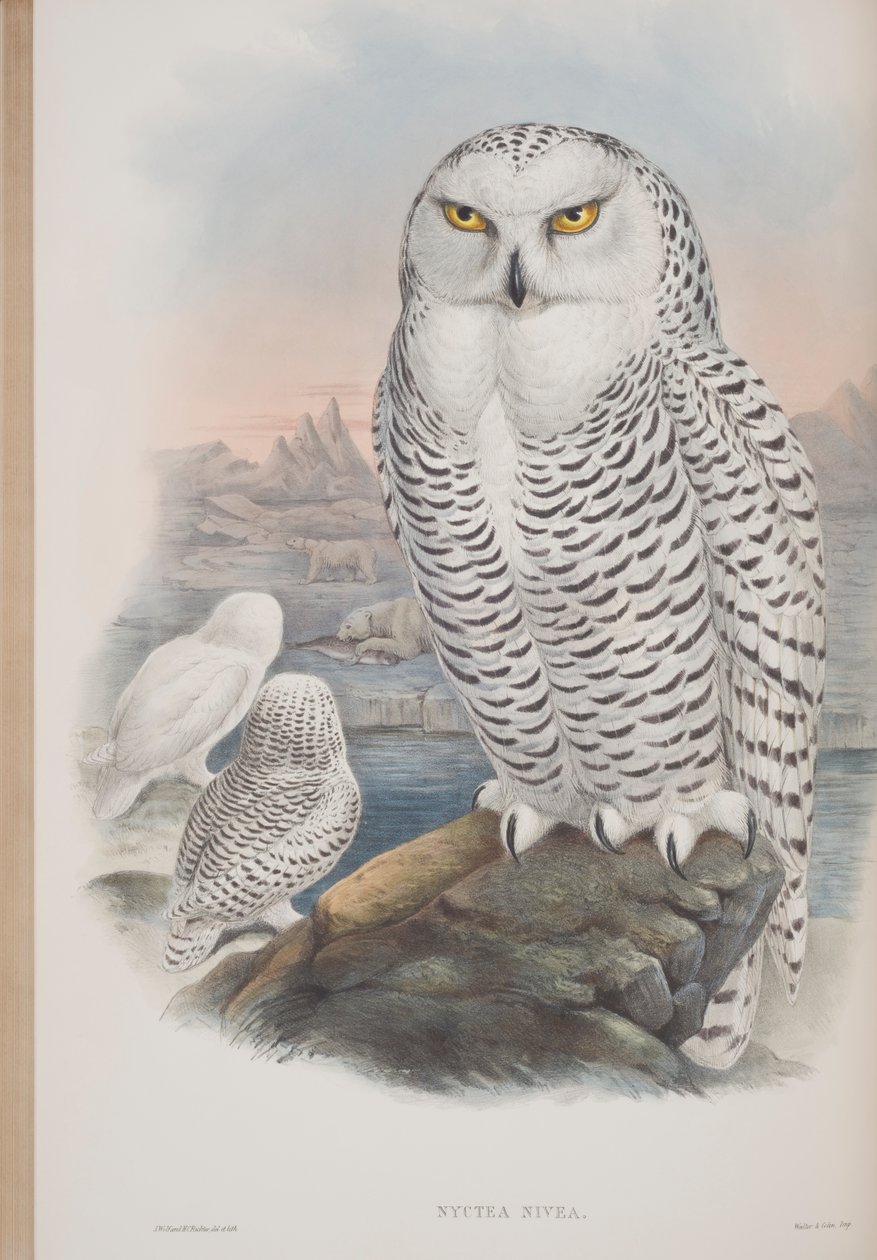 Nyctea Nivea, John Gould The Birds of Great Britain tányérja, 1862-73 között (kézzel színezett litó) alkotó: John Gould