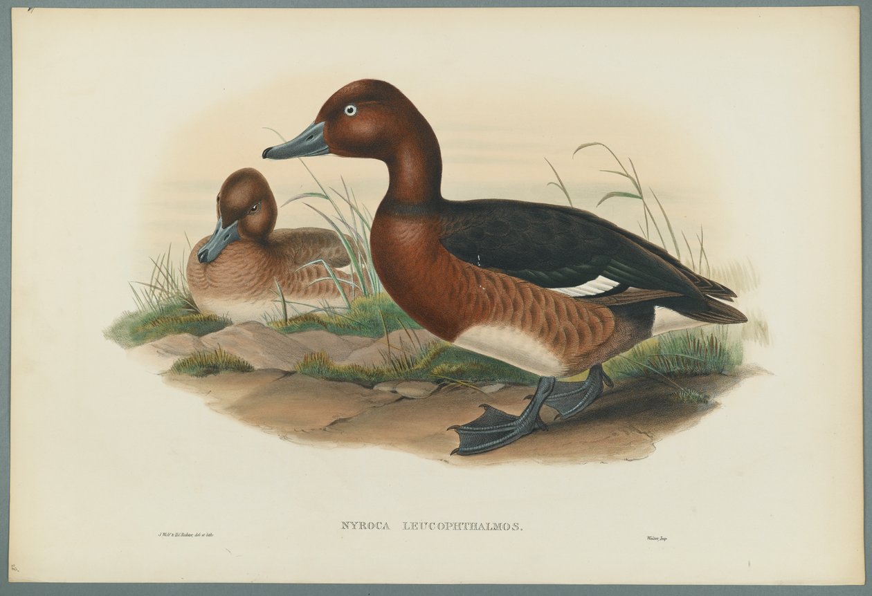 Nyroca Leucophtalmos: fehér szemek vagy vaskacsa (színes litho szőtt papíron) alkotó: John Gould