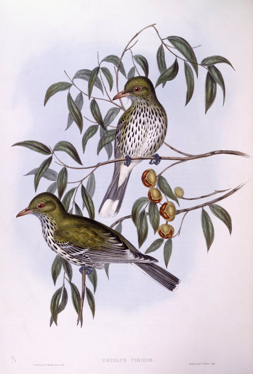 Olívahátú oriole (Oriolus sagittatus), John Gould metszete alkotó: John Gould