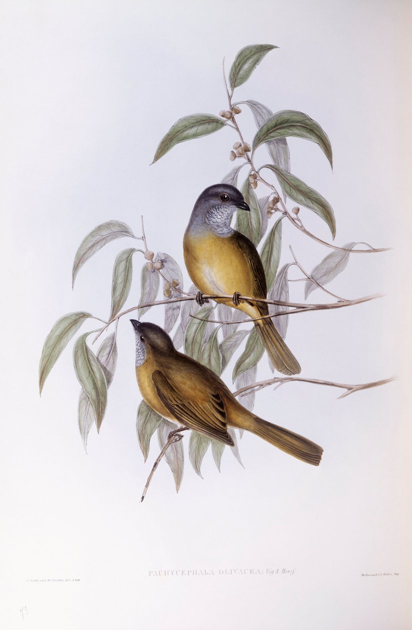 Olive whistler (Pachycephala olivacea), John Gould metszete alkotó: John Gould
