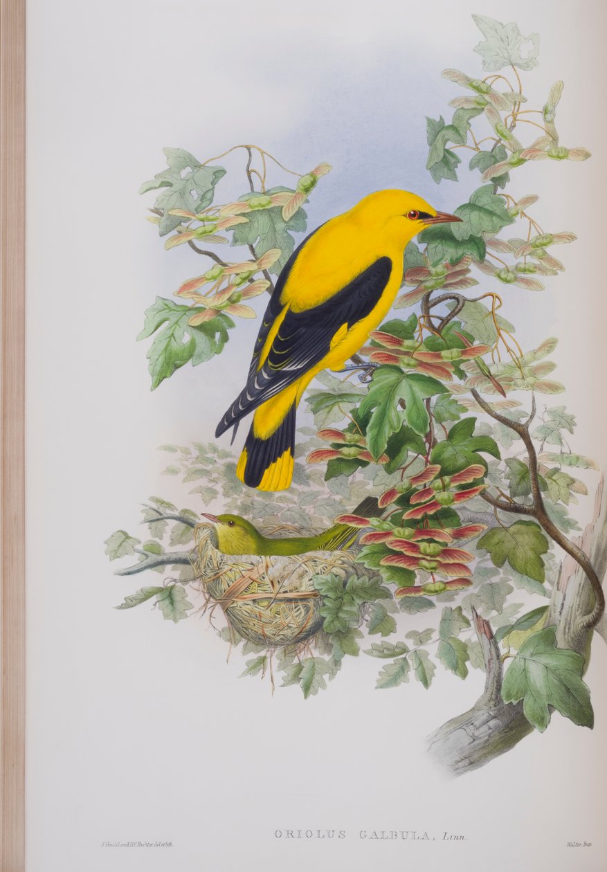 Oriolus Galbula, tányér a The Birds of Great Britain-ből, John Gouldtól, 1862-73 között (kézzel színezett litó) alkotó: John Gould